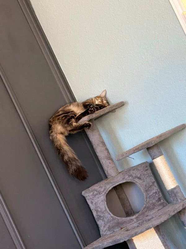 The family cat lounging on the cat tree